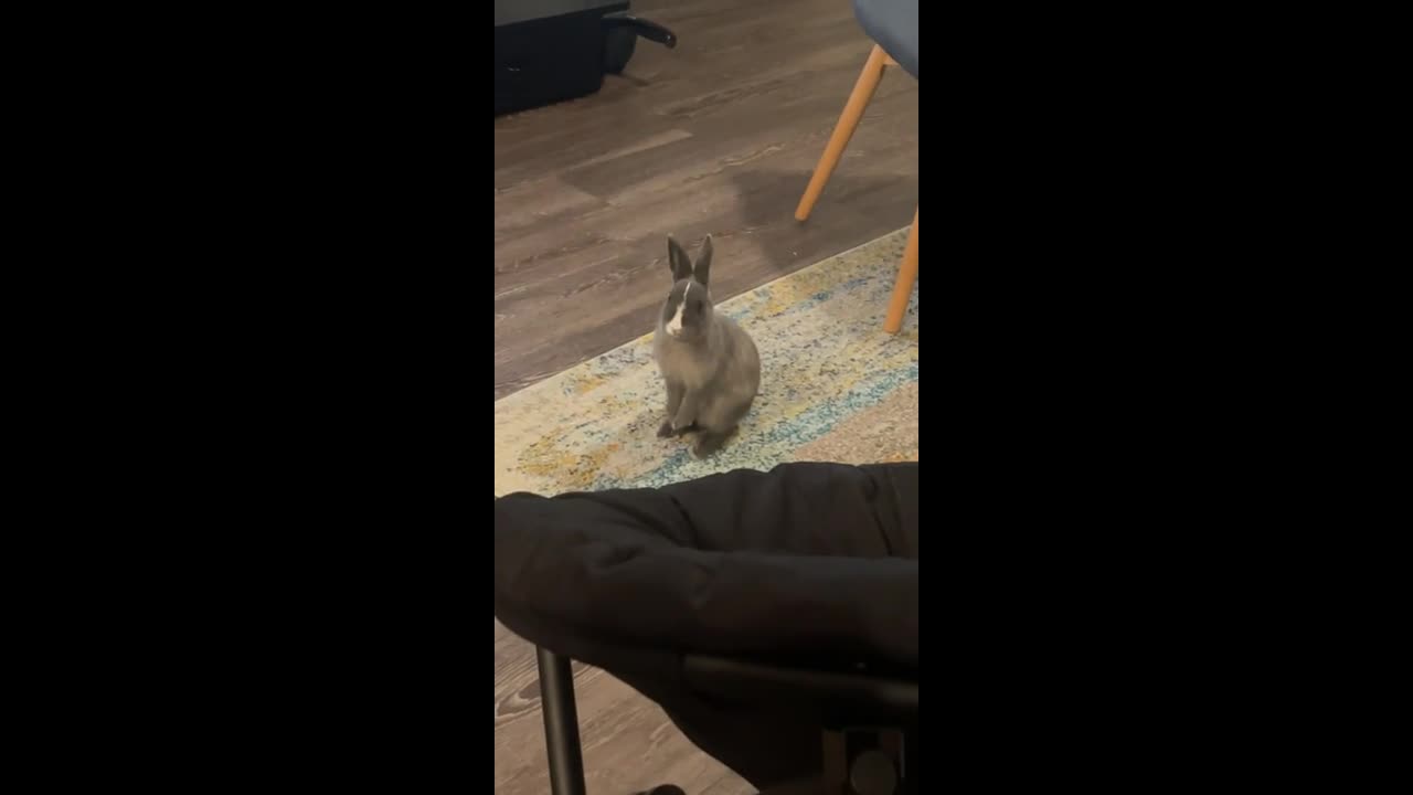 Pet rabbit throws a tantrum over new rabbit in Fort Myers, Florida, USA