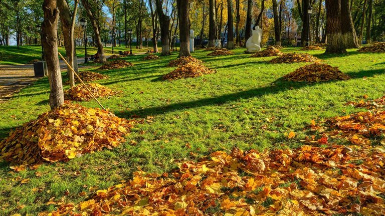 Raking Leaves Just Got Easier With This Handy Technique