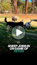 Sheep joins in on game of fetch