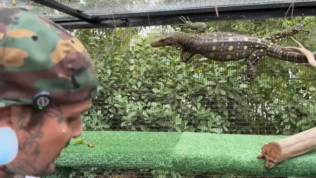 How enclosure upgrades changed life for giant lizards and venomous snakes