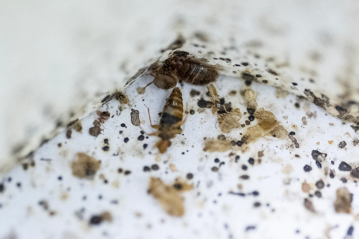 Malaysian scientists recruit bed bugs as crime scene sleuths