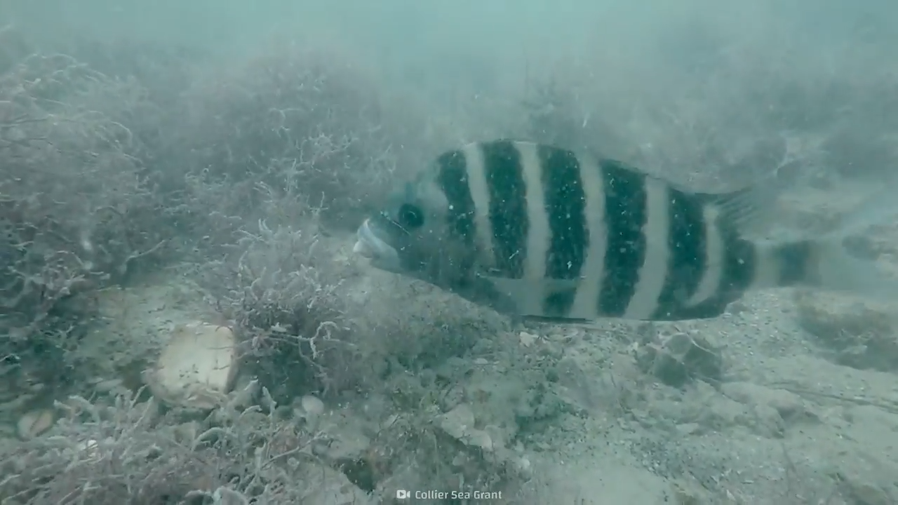 The unsettling truth behind this fish’s dentist-approved bite