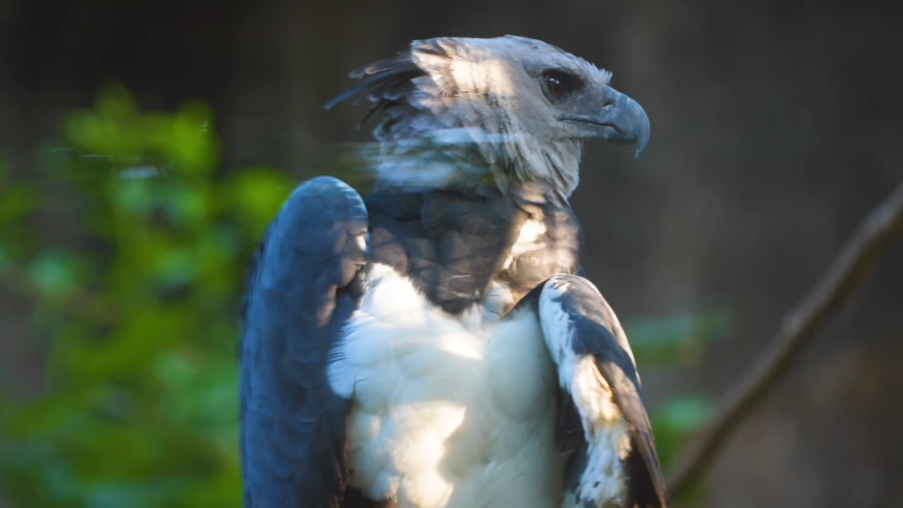 What makes the harpy eagle the ultimate aerial predator