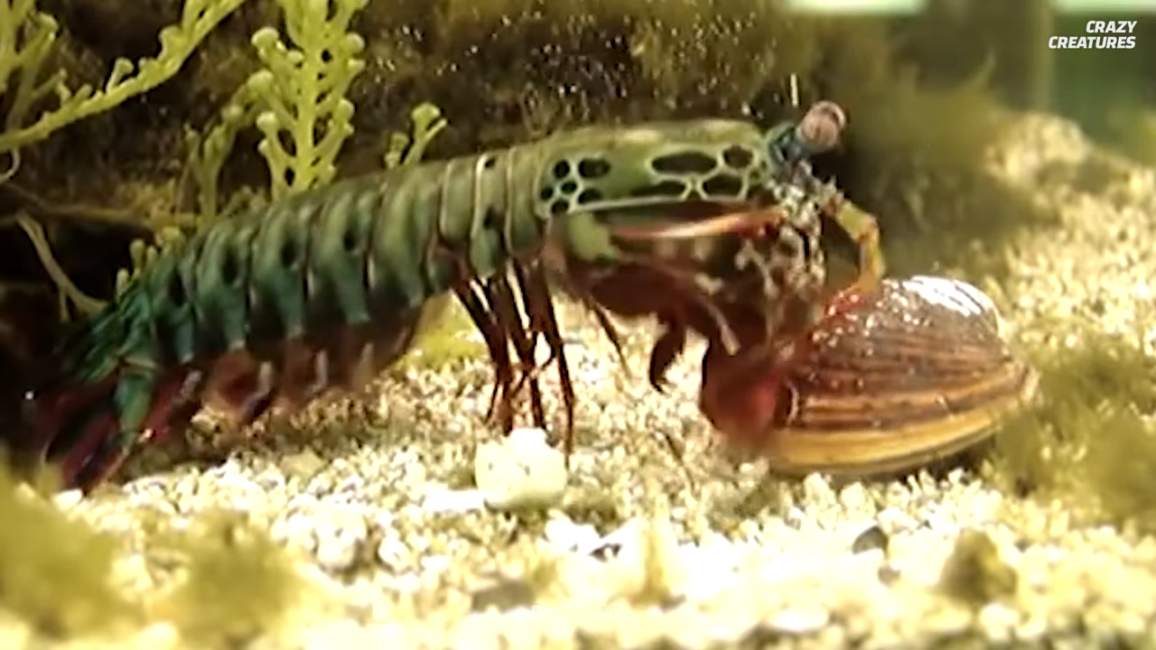 Why the ocean’s loudest fighter meets the ocean’s fastest punch