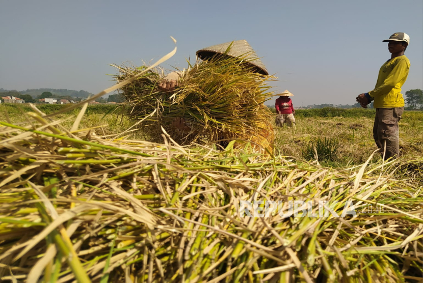 Kadin: Impor Beras Jadi Keputusan Presiden Melalui Ratas