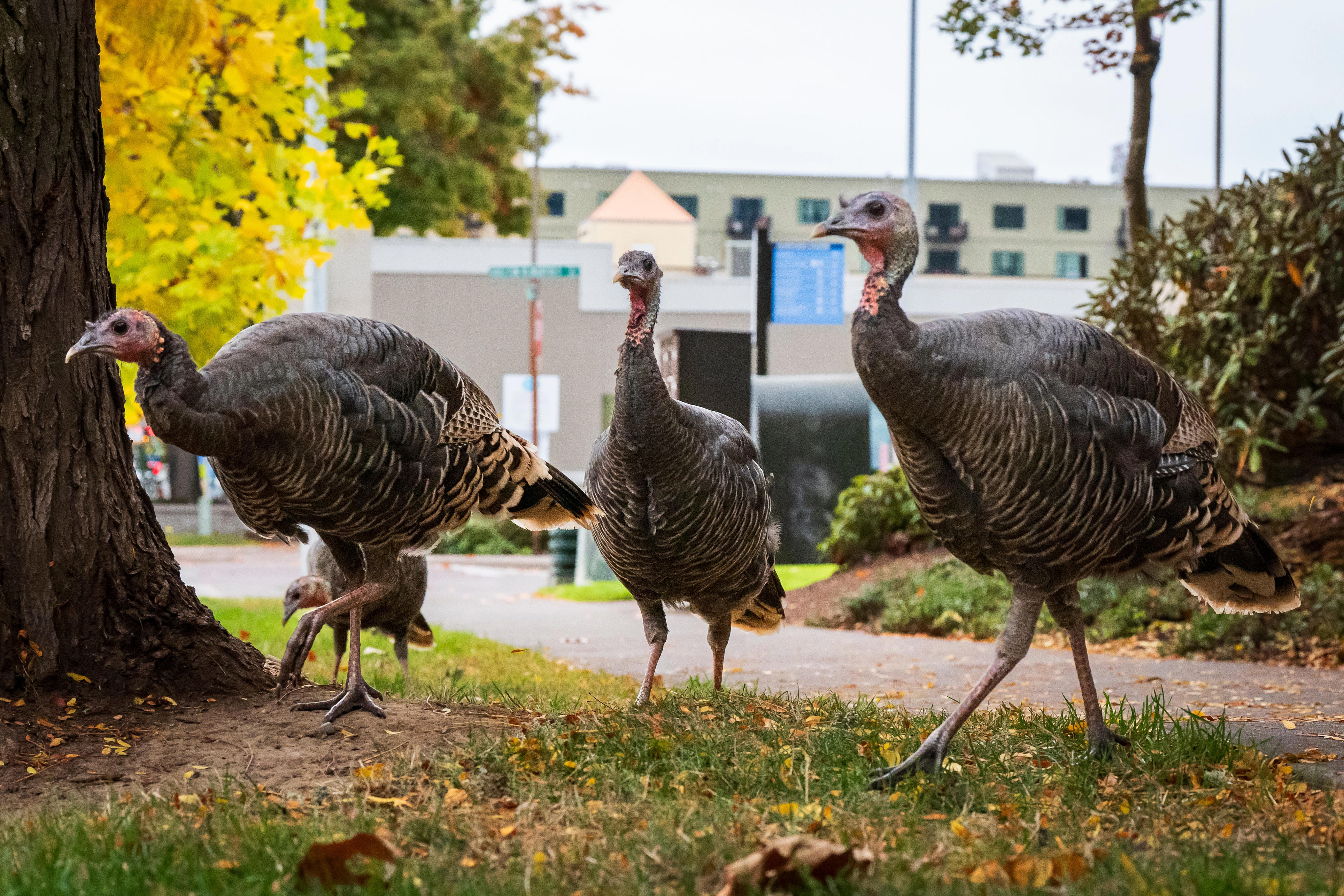 Can you hunt a turkey in Eugene? What Oregon law says