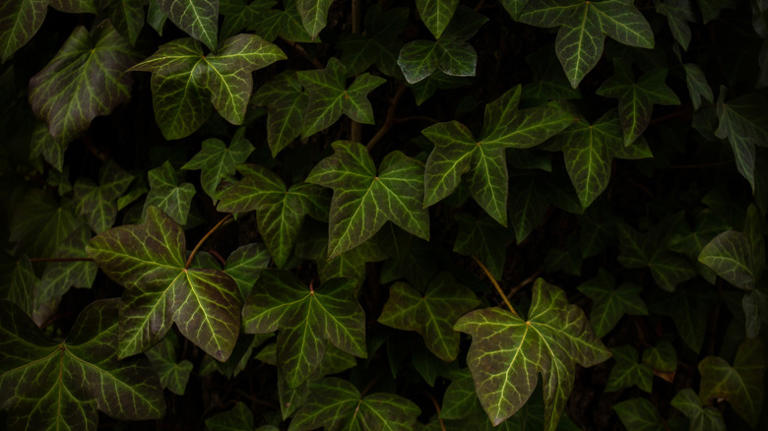 18 Varieties Of Ivy That Make Excellent Houseplants