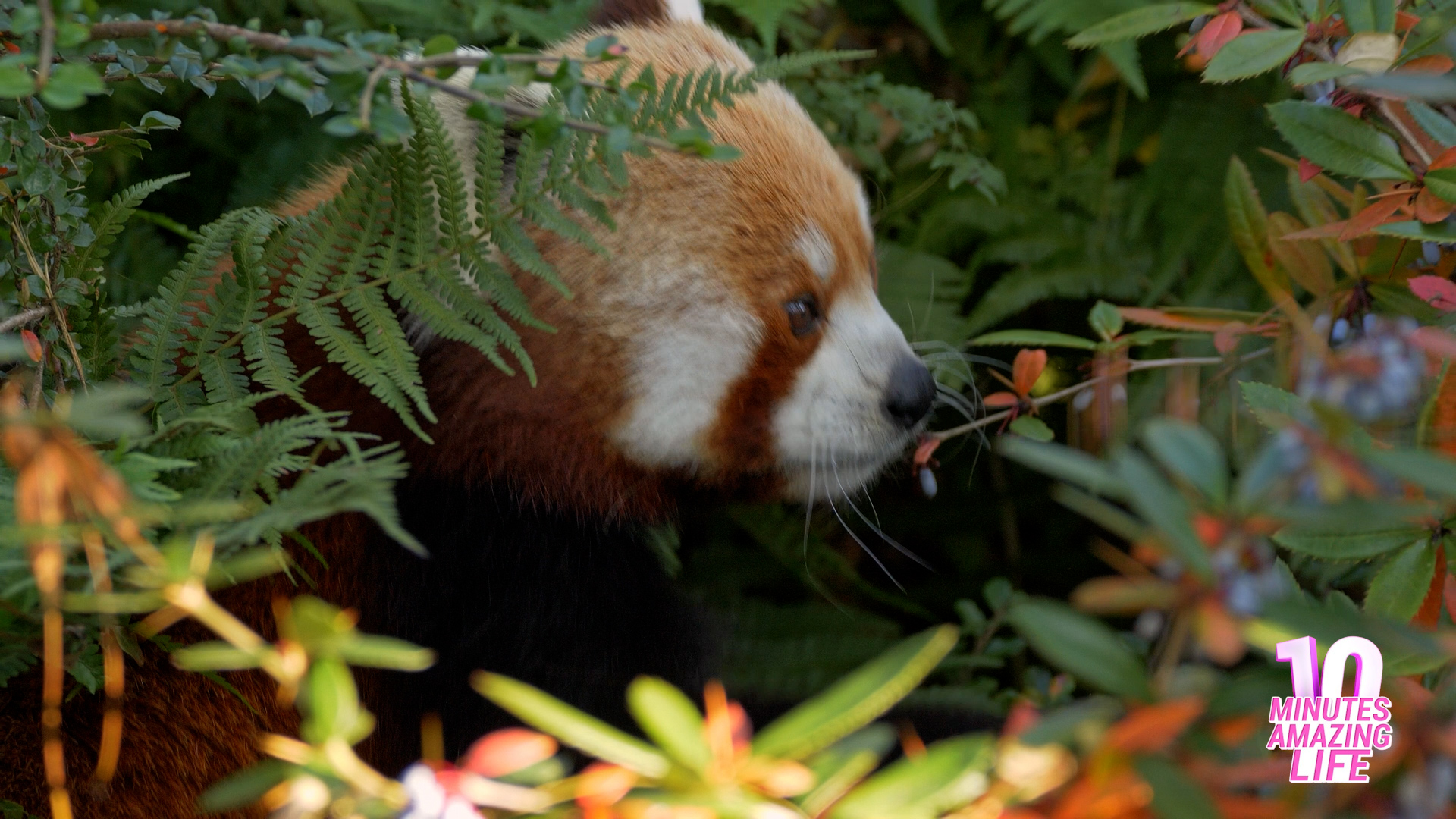 Is This Red Panda Searching for Food?