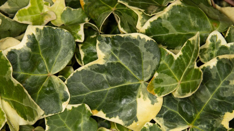 18 Varieties Of Ivy That Make Excellent Houseplants