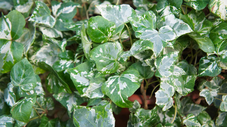 18 Varieties Of Ivy That Make Excellent Houseplants