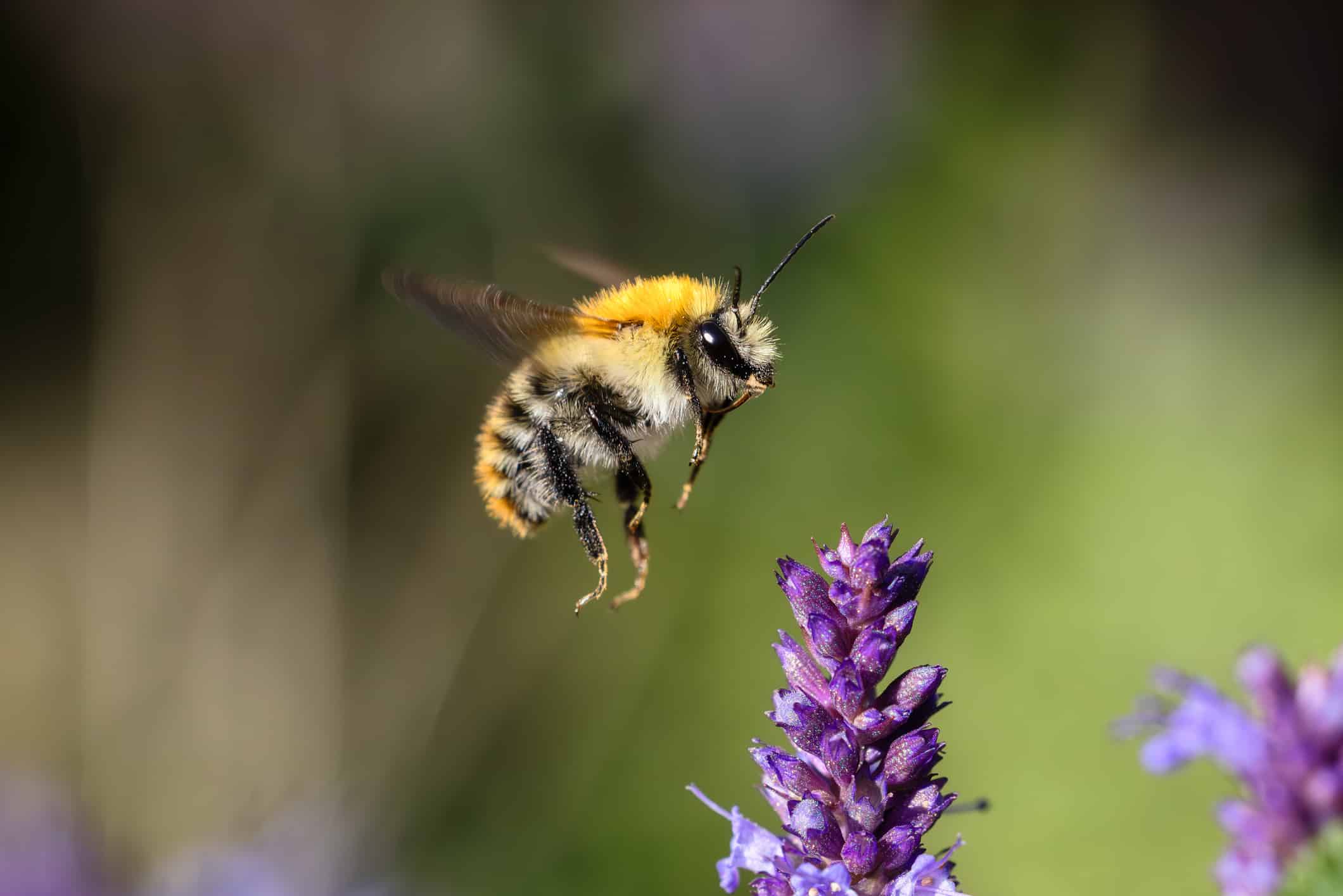 Bumblebee Hospice? Even the Smallest of Creatures Deserve End of Life Compassion
