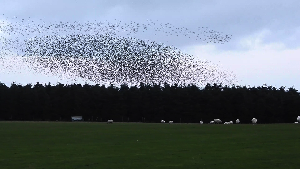 'Starlings form stunning patterns in the sky amid coordinated flight