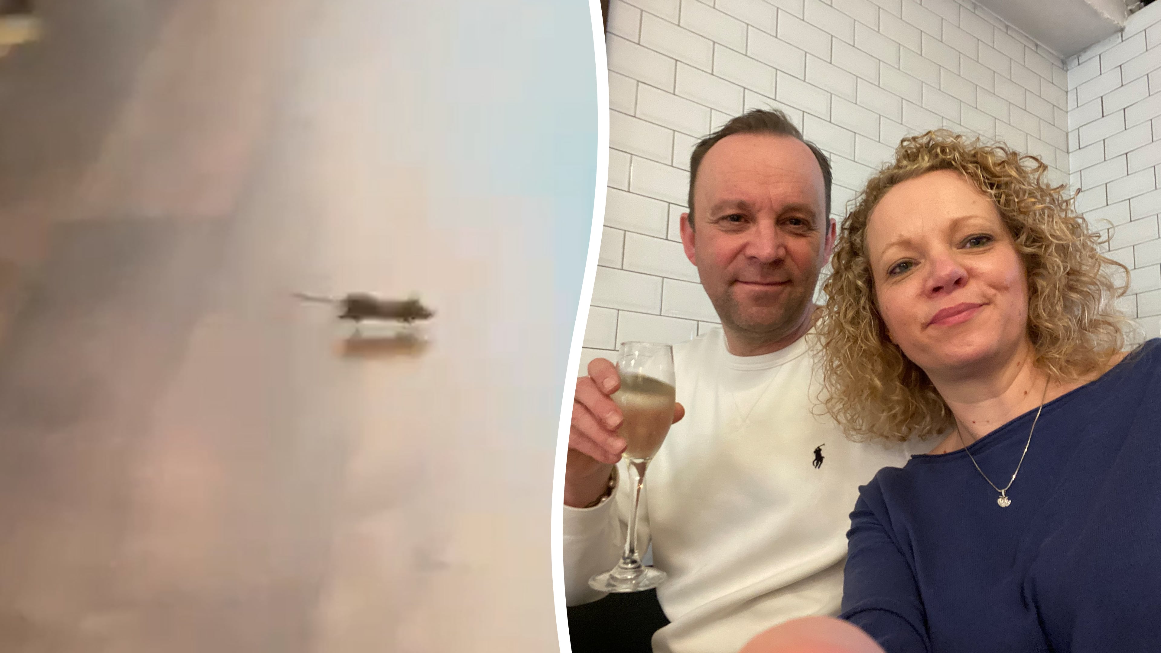 Mice spotted scurrying around Gordon Ramsay restaurant