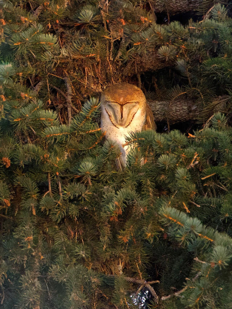 Endangered barn owl makes 'extremely rare' appearance in Calgary