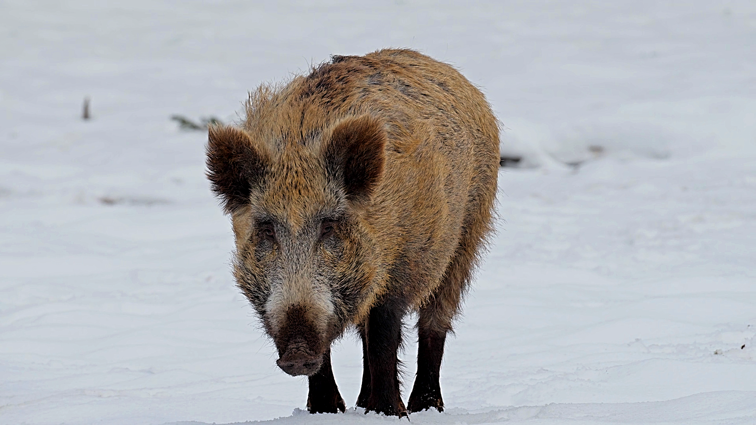 I Filmed a Wild Boar Up Close and Its Behavior Shocked Me