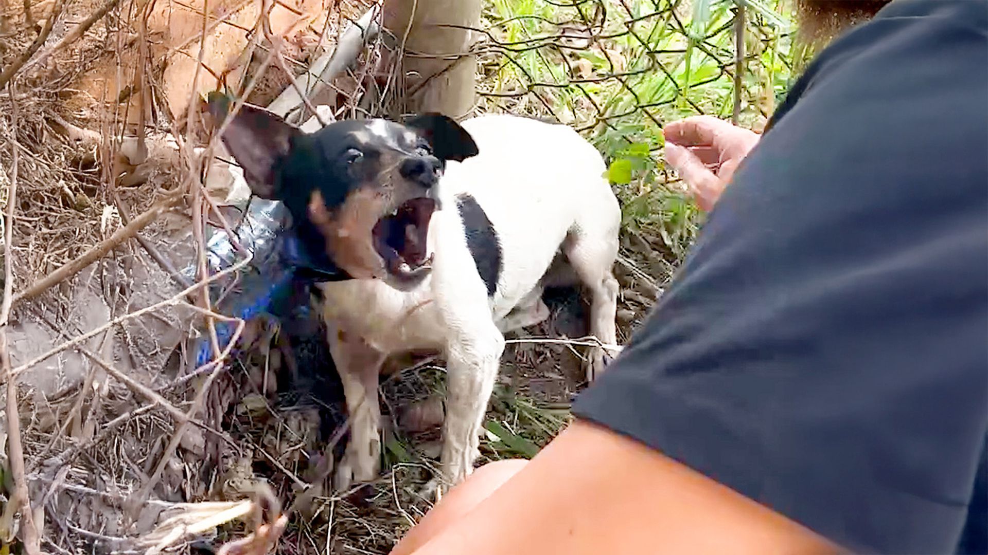 Stray Dog Was Terrified Of Being Touched Until This Woman Showed Him How To Love<br>