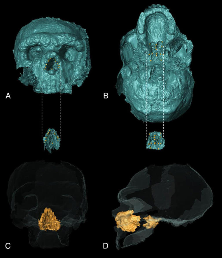 Scientists Just Found a Neanderthal’s Skull with Its Nose in Perfect ...