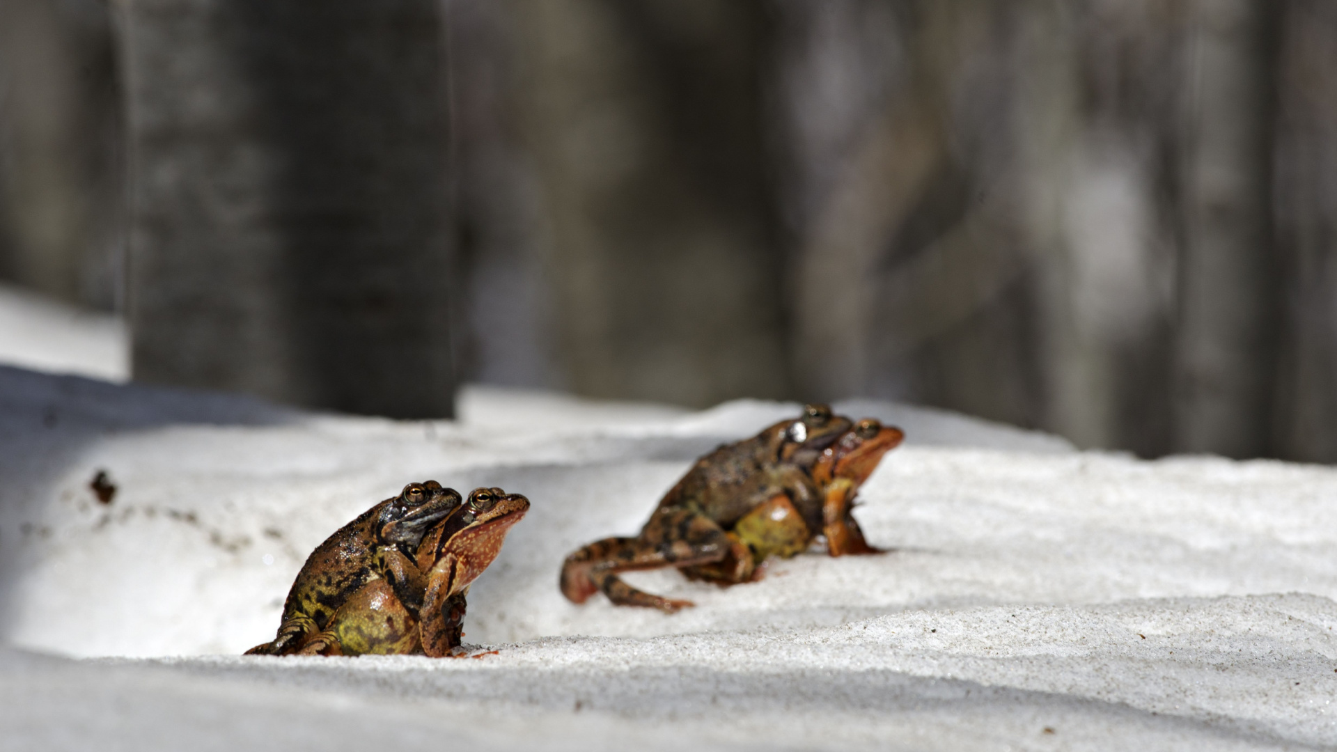 The Creatures That Can Survive Being Frozen Solid