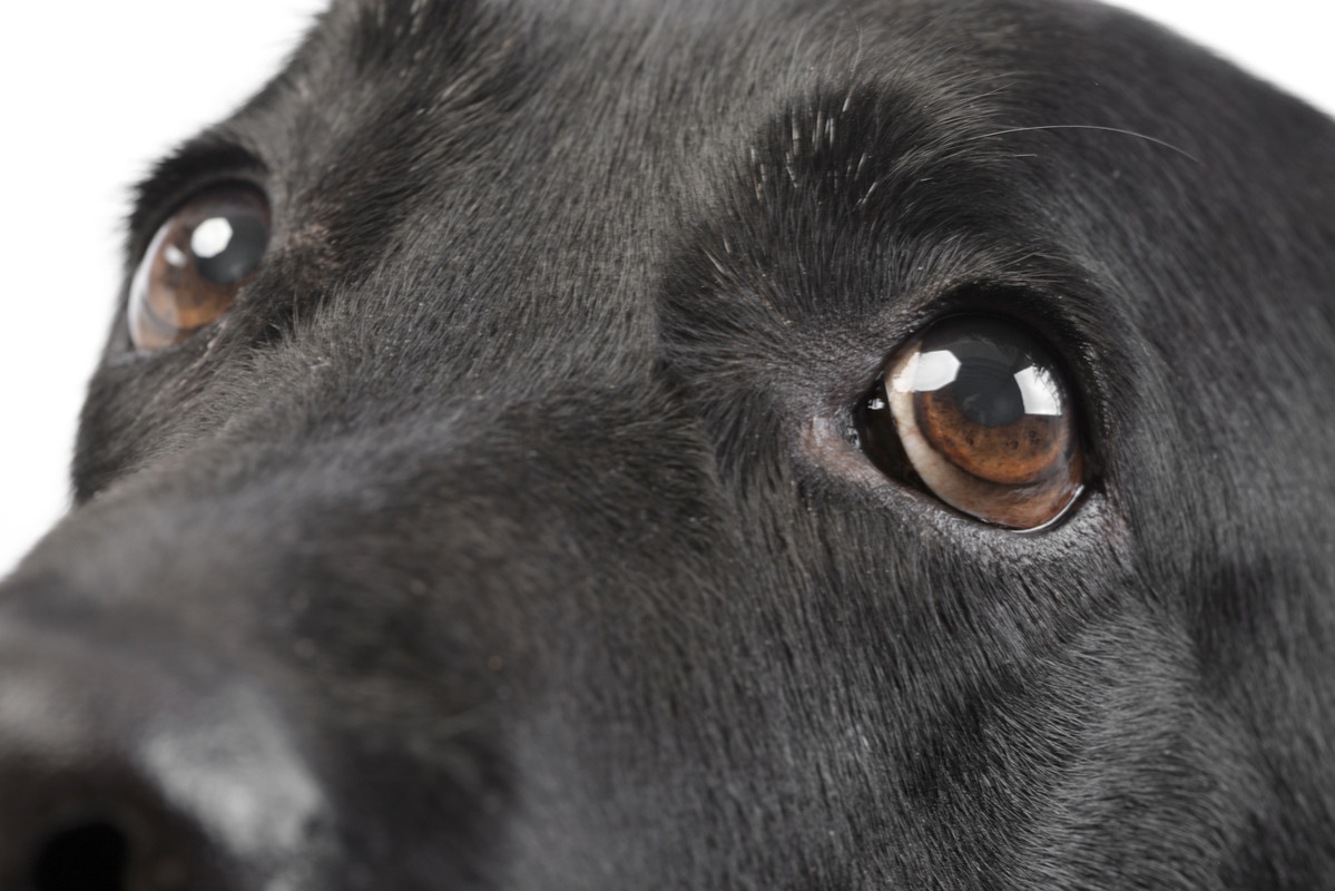 Senior lab’s ‘bunny hops’ leave everyone smiling in surprise