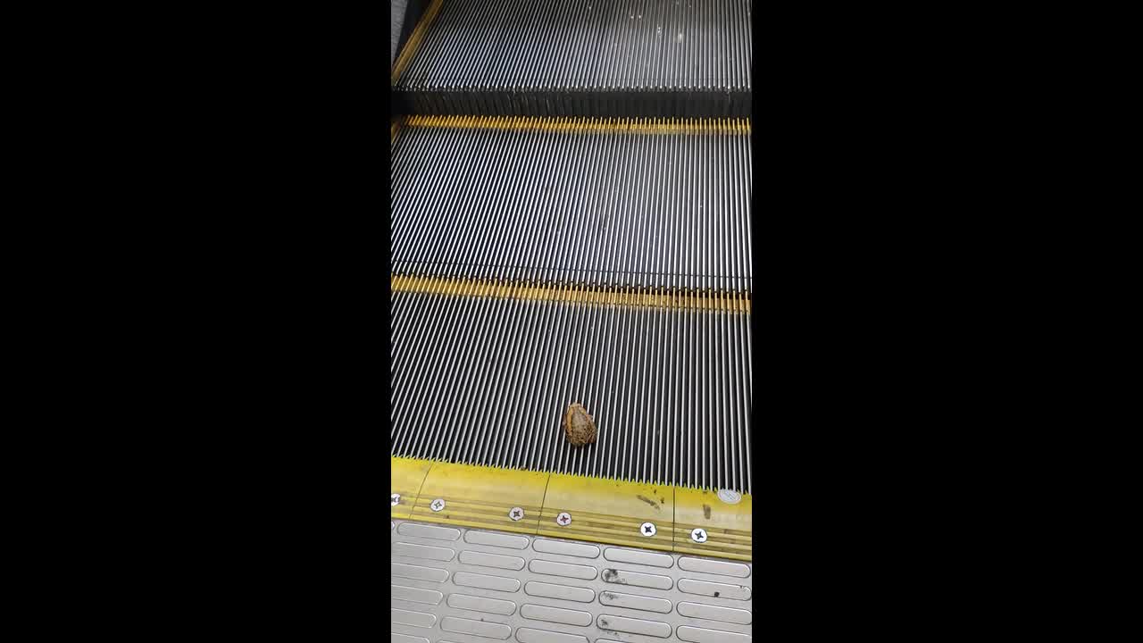 Frog stuck on escalator hops to safety