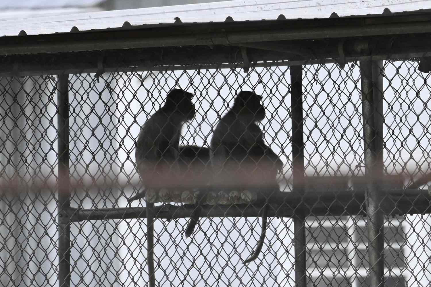 Research Monkeys May Be Euthanized After RFK Jr. Suspends Infectious