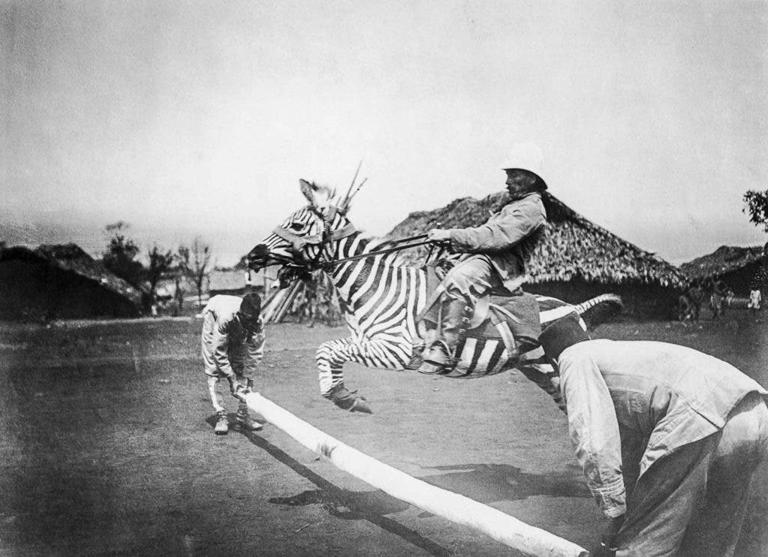 The Real Reason Zebras Were Never Domesticated Like Horses