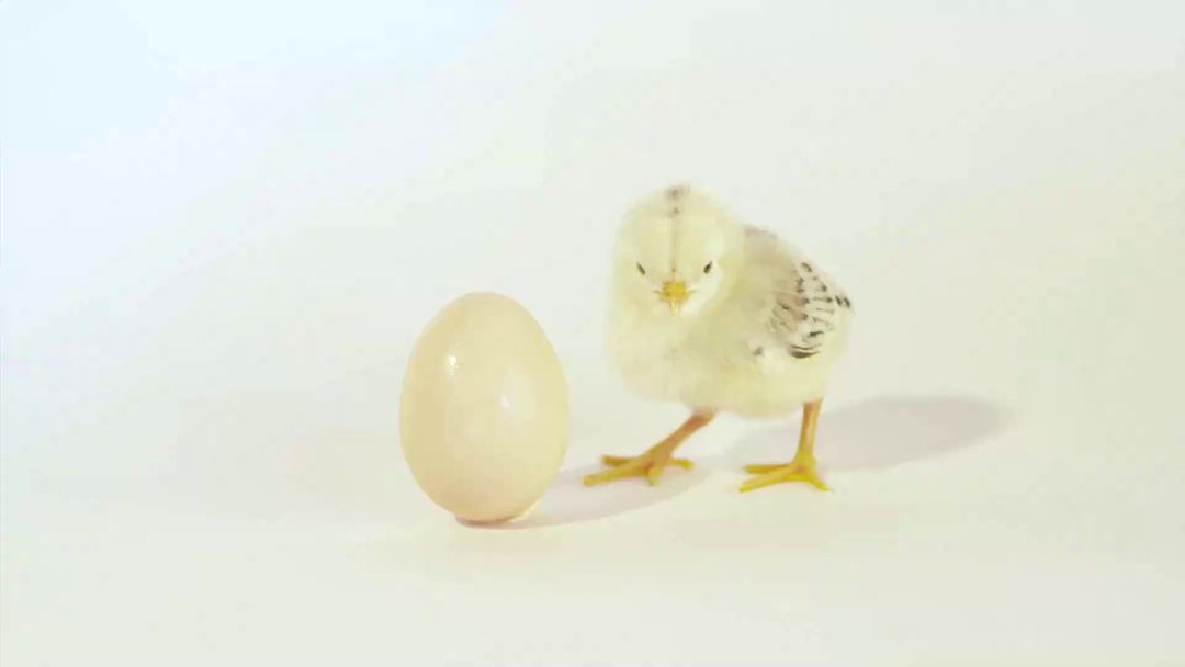 Chickens Fighting Cancer