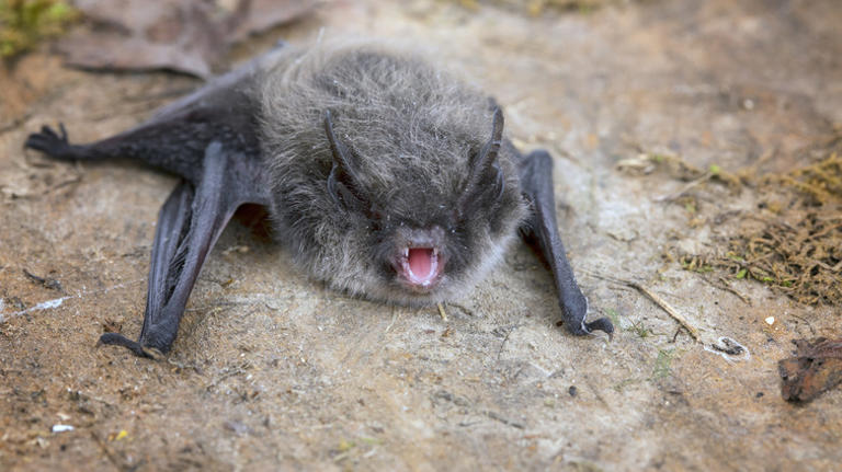 Our Expert Reveals How To Avoid Dangerous Encounters With Rabid Wildlife