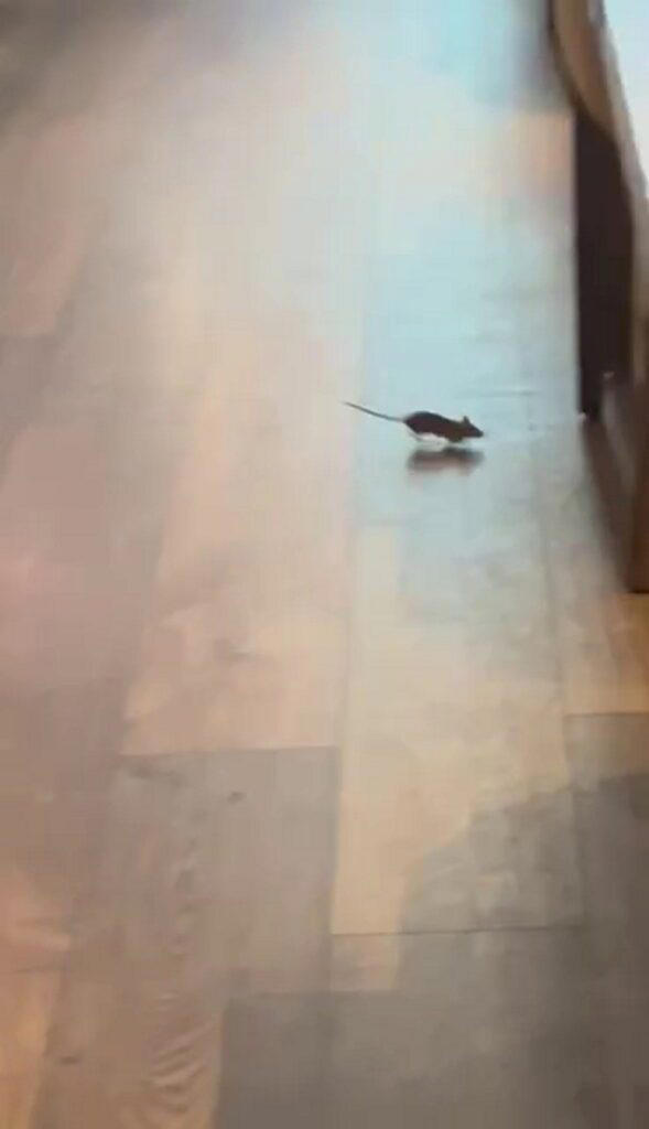 Mice spotted scurrying around Gordon Ramsay restaurant