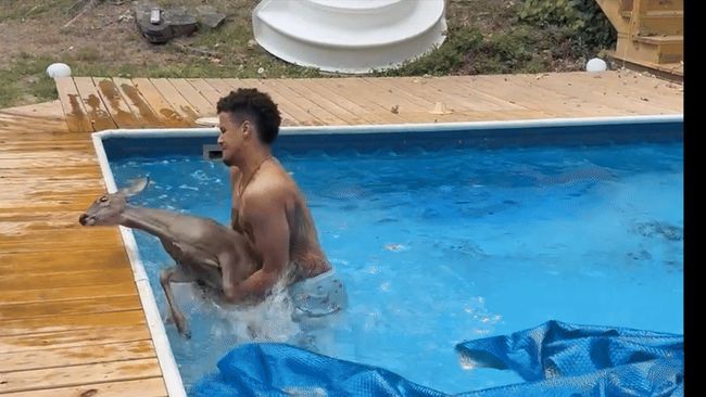 Man Takes a Dip to Rescue Deer From Swimming Pool
