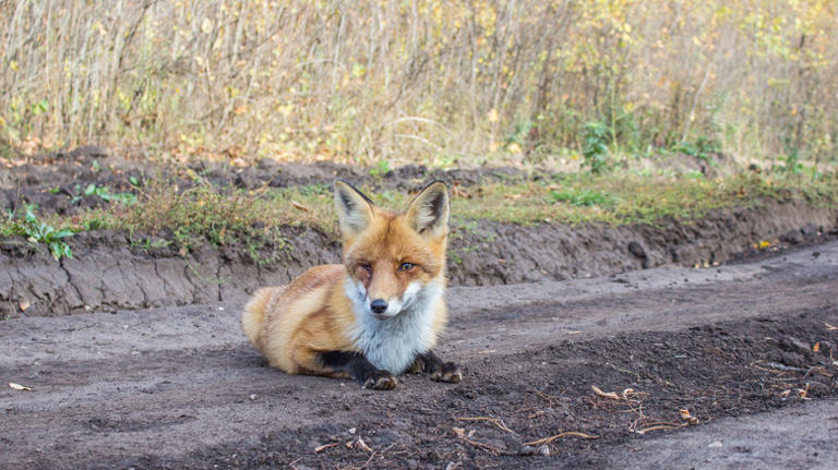 Our Expert Reveals How To Avoid Dangerous Encounters With Rabid Wildlife