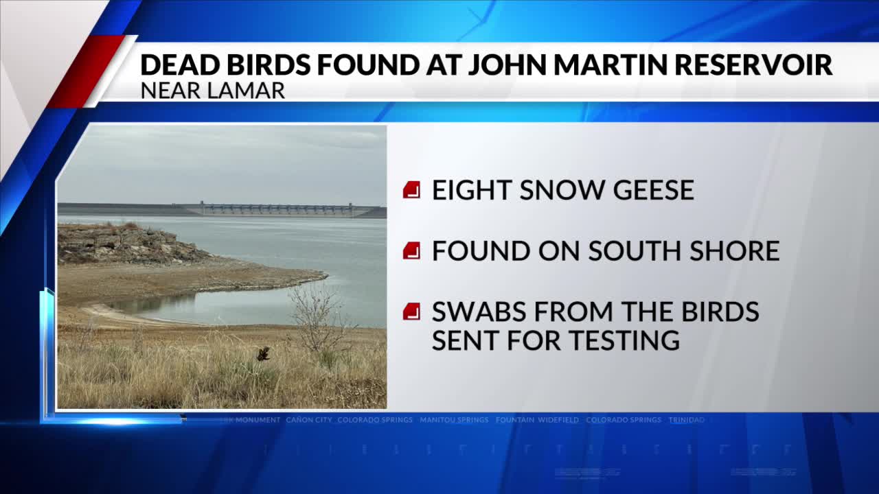 Eight dead geese found at John Martin Reservoir