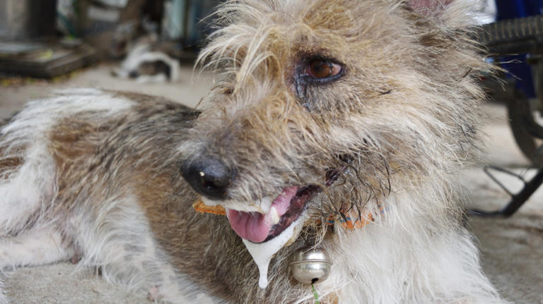 Our Expert Reveals How To Avoid Dangerous Encounters With Rabid Wildlife