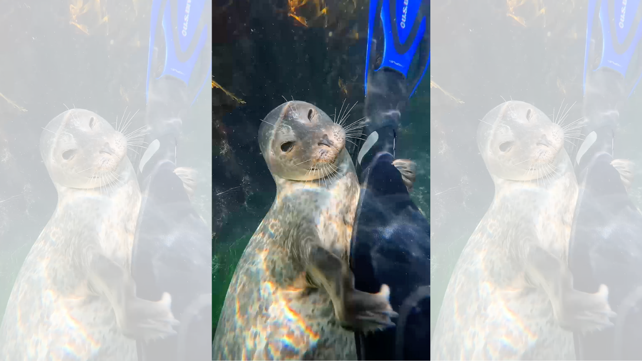 Seal Hug - GoPro Captures Cute Ocean Encounter