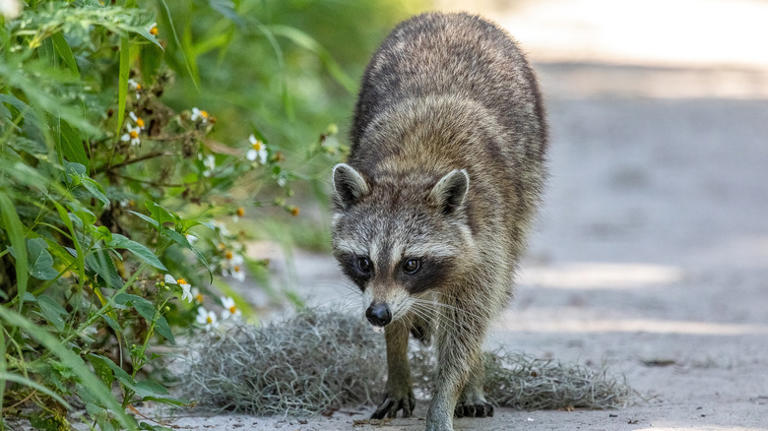 Our Expert Reveals How To Avoid Dangerous Encounters With Rabid Wildlife