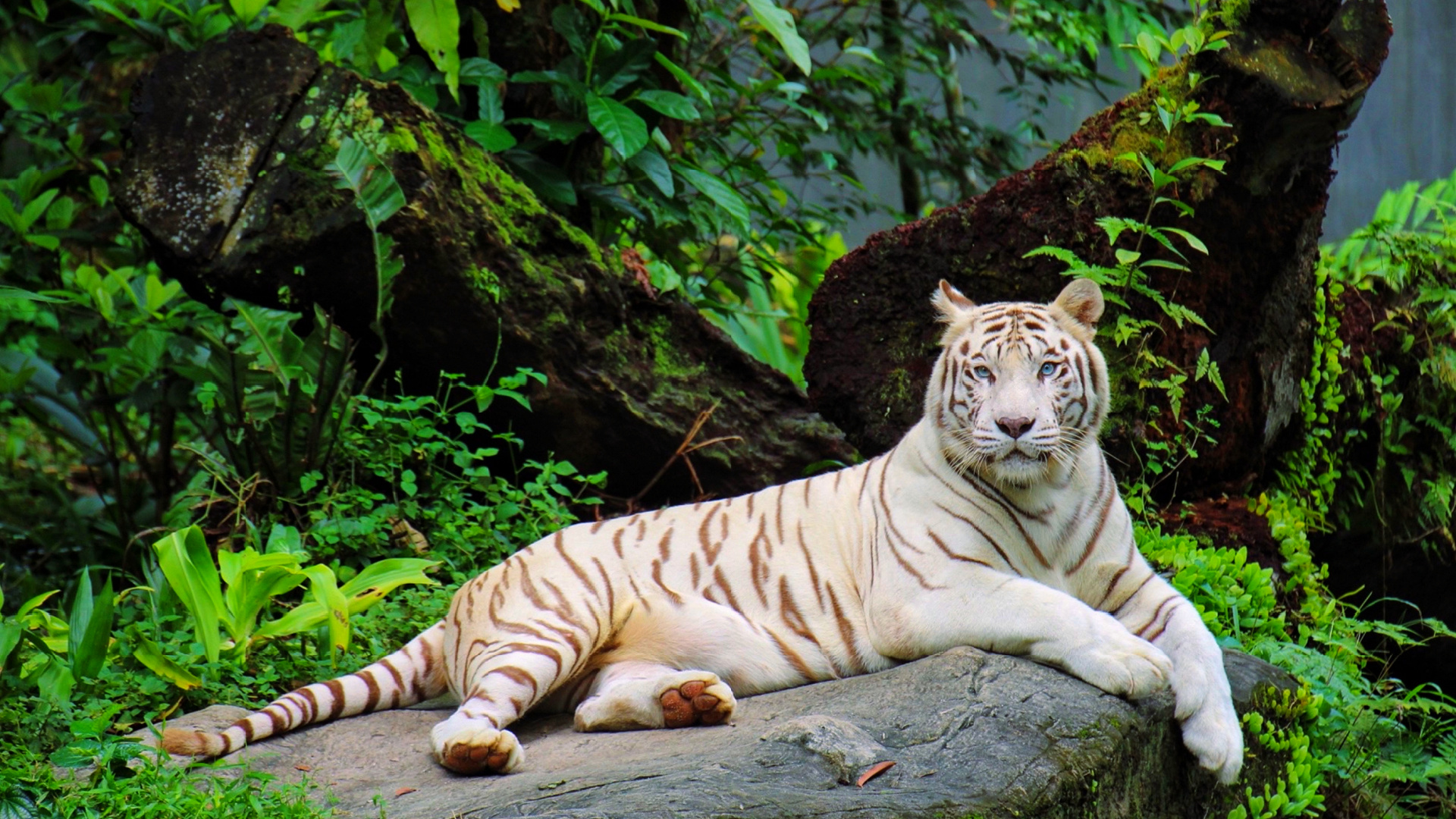 Wild Cats That Challenge Nature’s Color Palette