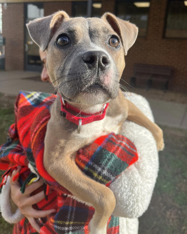 Dog tied to gate, abandoned in ‘freezing cold,’ Nashville Humane ...