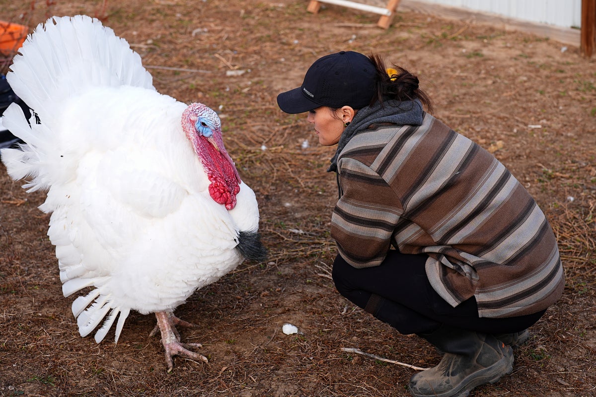 Americans are ‘adopting’ turkeys in unusual Thanksgiving tradition