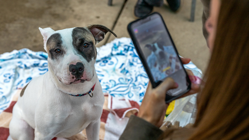 See how a Sacramento County shelter uses social media to help pets get ...