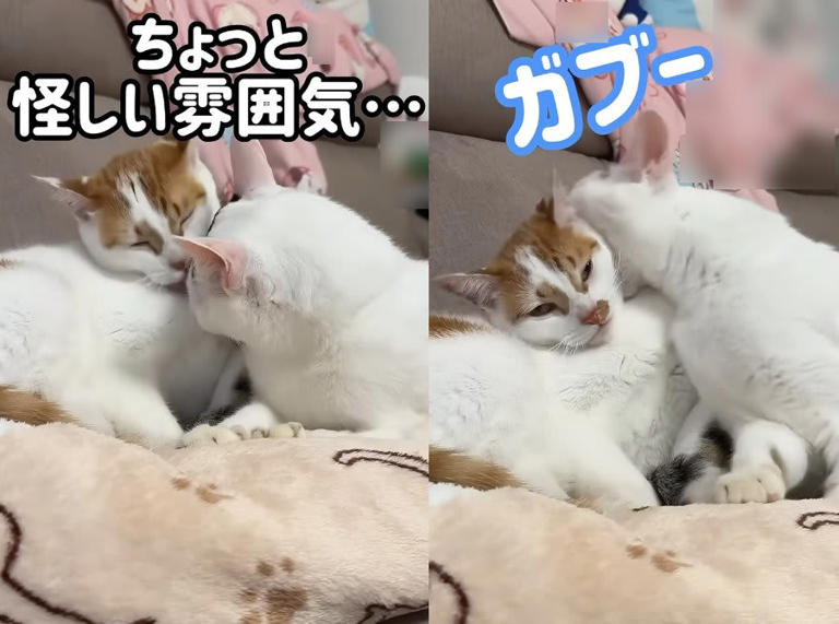 自宅で「幸せな時間を過ごす」2匹の元保護猫 まさかの事態発生に笑って