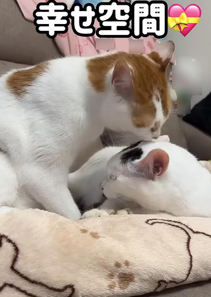 自宅で「幸せな時間を過ごす」2匹の元保護猫 まさかの事態発生に笑って