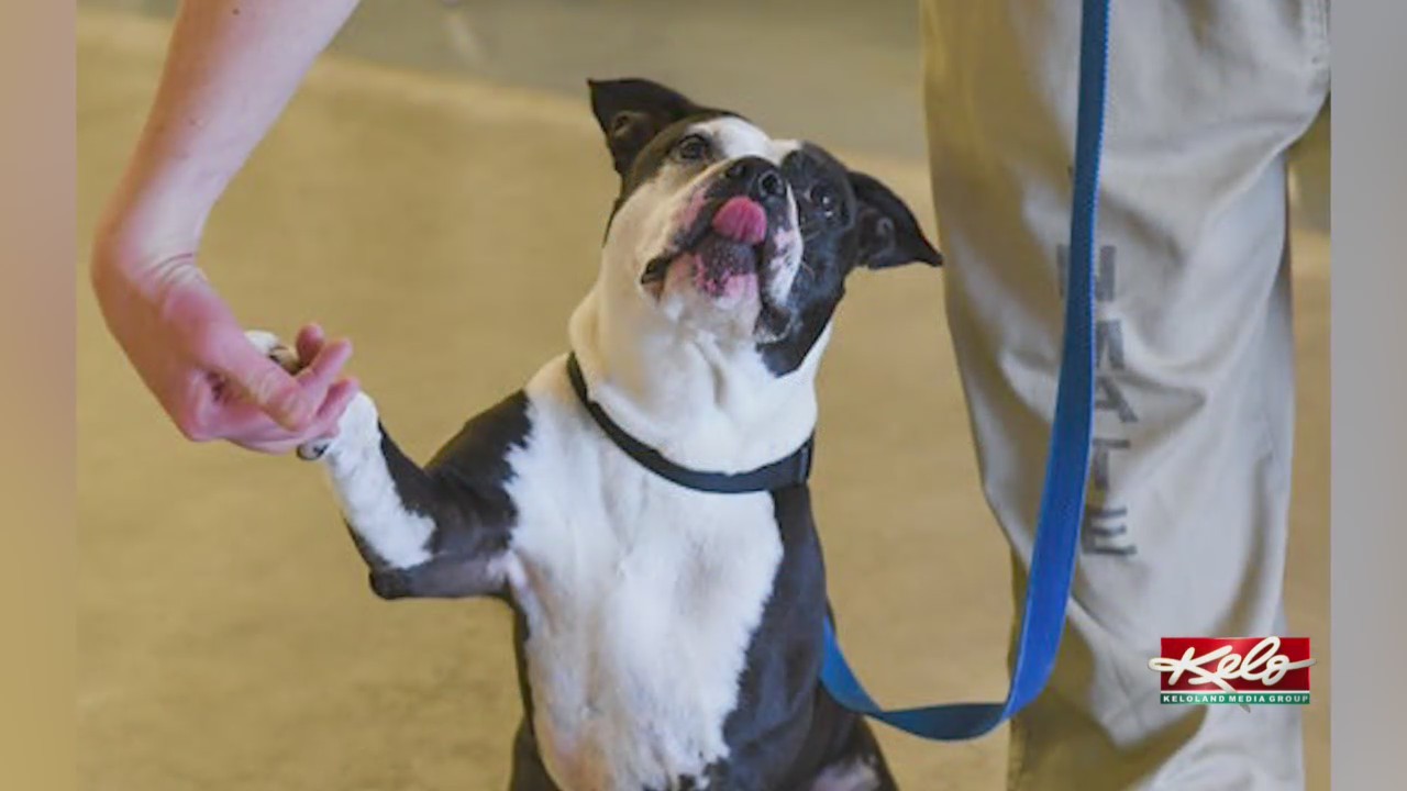Dogs train with inmates in 'Paroled Pups Program'