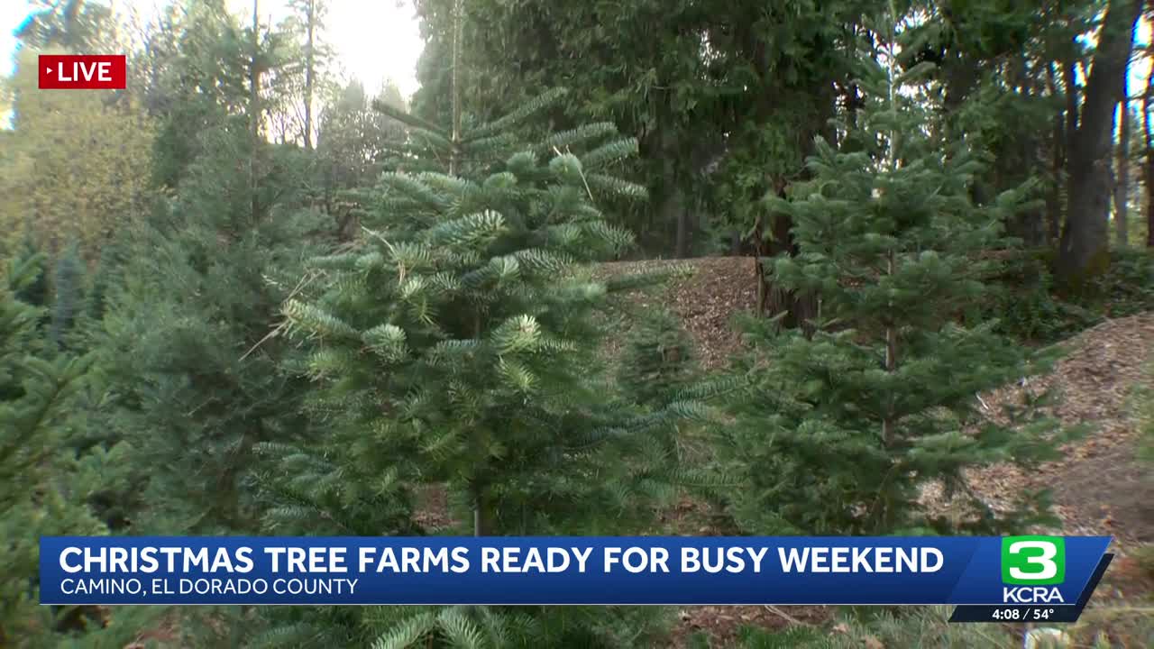 Christmas tree farms get ready for a busy weekend in Northern California