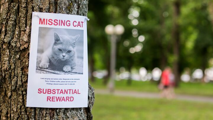Lost Cat Found After 10 Years
