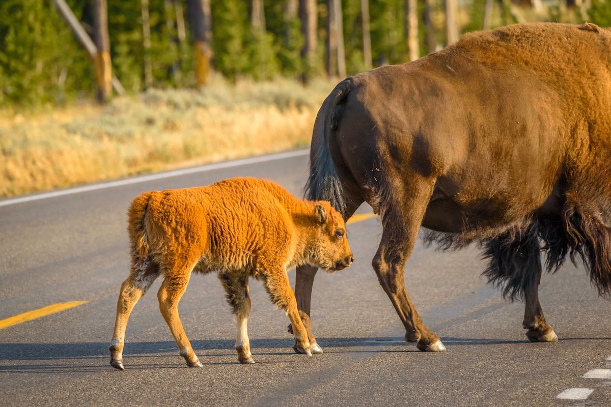 Tiny Baby Bison at Yellowstone National Park Just Captured the