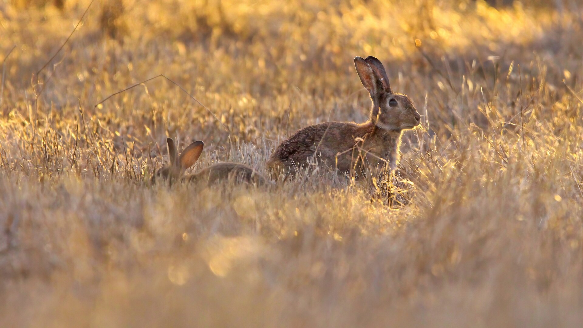 Invasive Species Council blames government for booming rabbit numbers