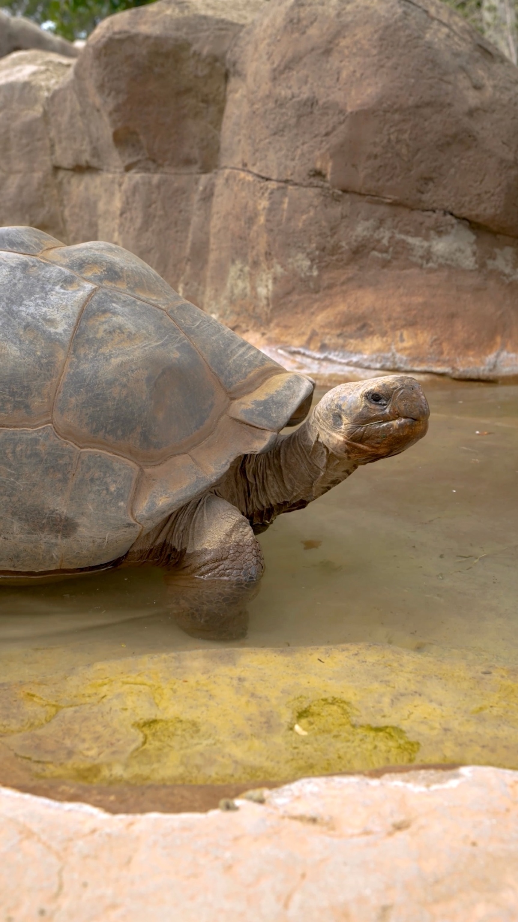 Tortoise who experienced more than 20 US presidents, 2 World Wars dies ...