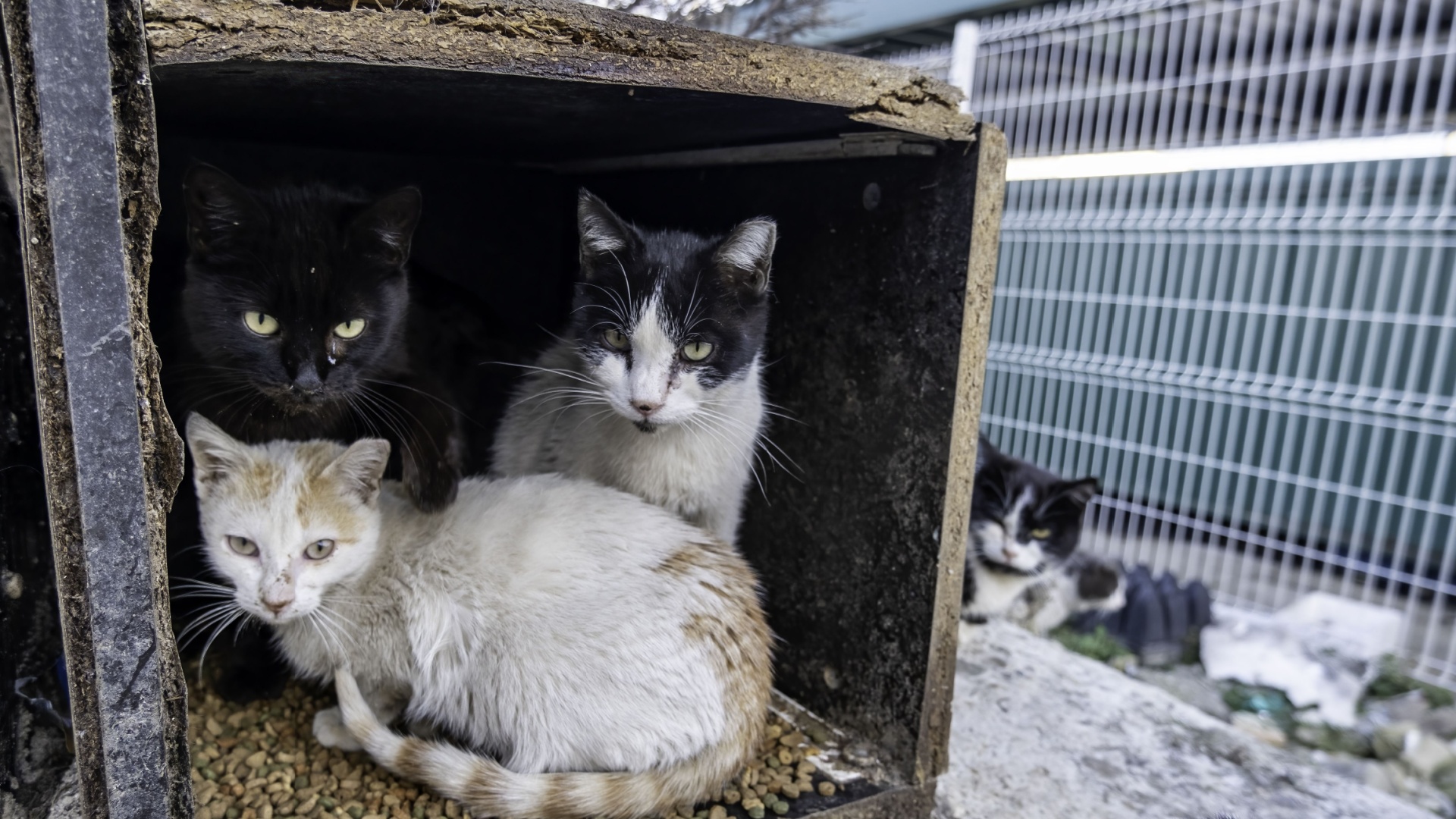 Devastating Effects Of Feral Cats On Your Local Ecosystem And What To Do