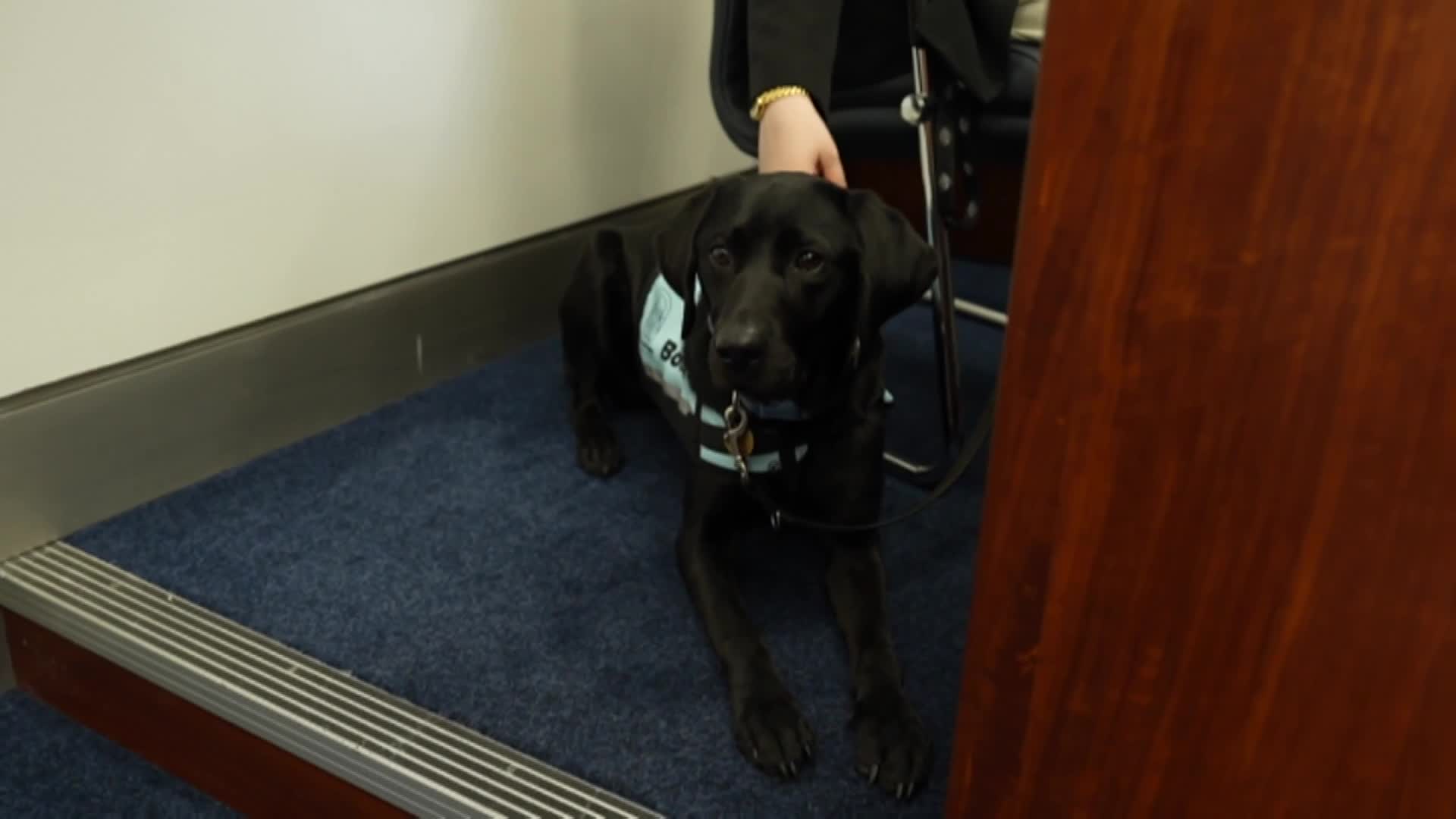 South Australian court swears in Facility Dog to support people in the ...