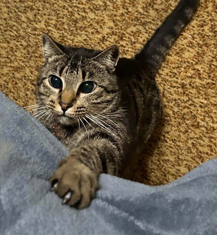 45 Pics Of Cats Moments Before They’re About To Attack Their Owners
